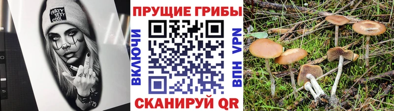 наркотики  Бийск  мега ТОР  Псилоцибиновые грибы Cubensis 